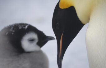 Пташенята імператорських пінгвінів вперше пірнають у воду зі скелі у 15 метрів Пташенята-імператорських-пінгвінів-вперше-пірнають-у-воду-зі-скелі-у-15-метрів