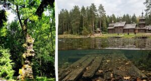 На Поліссі є таємниче озеро, дно якого, за легендою, встелили дубом для панночки На-Поліссі-є-таємниче-озеро,-дно-якого,-за-легендою,-встелили-дубом-для-панночки