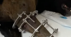 У Києві прооперували вівчарку, яку поліцейський підстрелив в укритті У Києві прооперували вівчарку, яку поліцейський підстрелив в укритті
