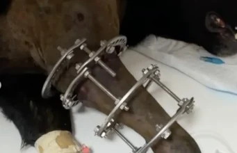 У Києві прооперували вівчарку, яку поліцейський підстрелив в укритті У Києві прооперували вівчарку, яку поліцейський підстрелив в укритті