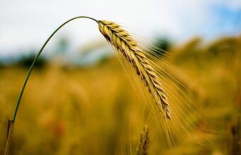 Фермер посадив загадкове насіння і виростив древню пшеницю, про яку йдеться в Біблії Фермер-посадив-загадкове-насіння-і-виростив-древню-пшеницю,-про-яку-йдеться-в-Біблії
