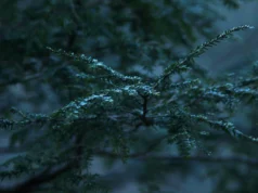 Прогноз погоди: похолодання та перший сніг в Україні В-Україну-йдуть-дві-хвилі-холоду-з-першим-снігом-–-синоптик